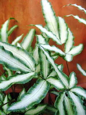 Fern Albo-Lineata