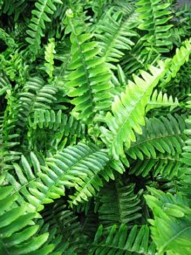 FERN Australian sword Fern