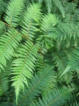 FERN Australian Tree Fern