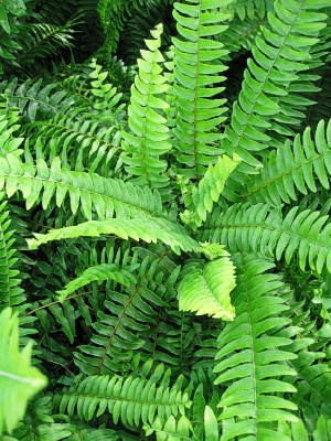 FERN Boston Fern 14 Moss