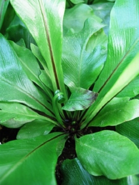 FERN Birds Nest Fern