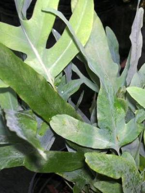 FERN Blue Star