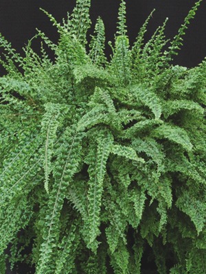 FERN Nephrolepis exaltata Emerald Vase Fern