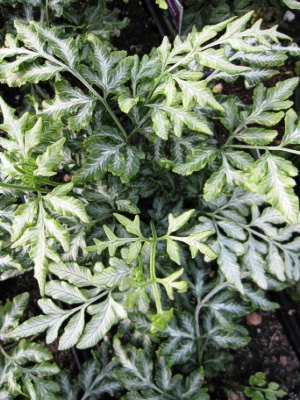 FERN ensiformis