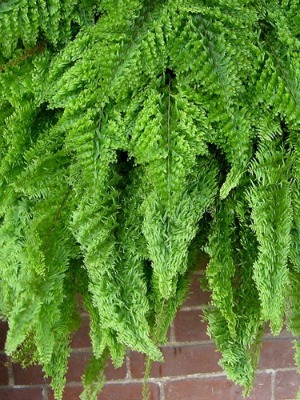 FERN Fluffy Ruffles
