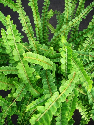 Fern Lemon Button