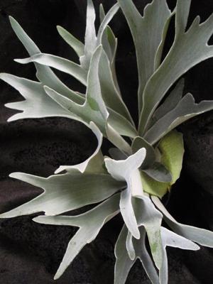 FERN French Staghorn Fern