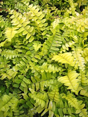 FERN Rita's Gold