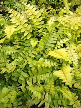 FERN Rita's Gold Fern 14 moss