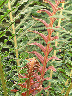 FERN Red Leaf Tree Fern
