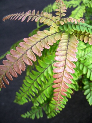 FERN Rosy Leaf Maidenhair