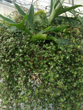 COMBO Staghorn Fern and Wire Vine 14" Moss Basket