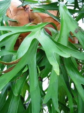 FERN Staghorn Fern