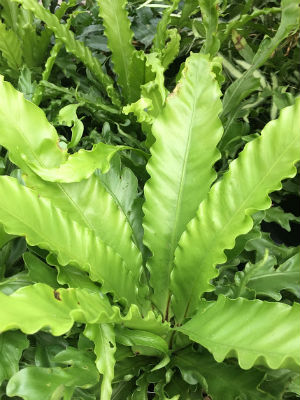 FERN Victoria