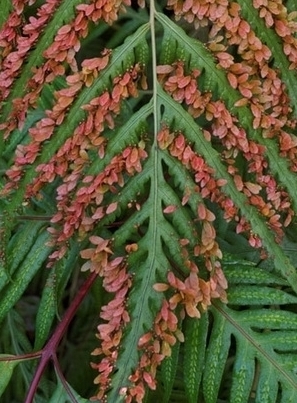 FERN Woodwardia orientalis