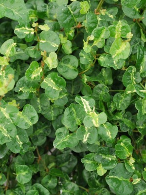FICUS pumila Curly variegated fig
