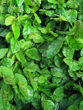 FICUS pumila Creeping Fig