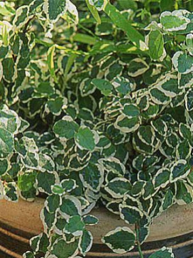 FICUS pumila variegata Varig. Creeping Fig