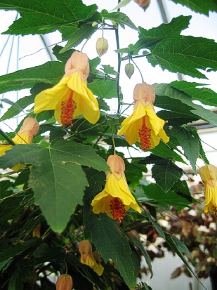 ABUTILON Victory: Landcraft Environments