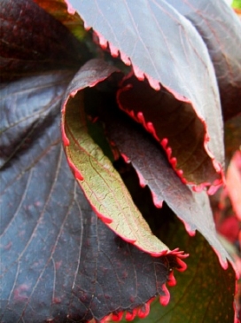 ACALYPHA wilkesiana Ceylon