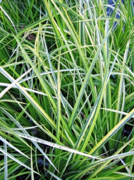 ACORUS gramineus Ogon