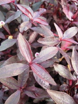 ALTERNANTHERA Purple Select