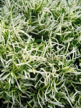 ALTERNANTHERA Yellow Fine Leaf