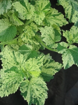 BALLOTA nigra Variegata