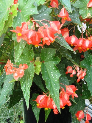 BEGONIA Louis Burk