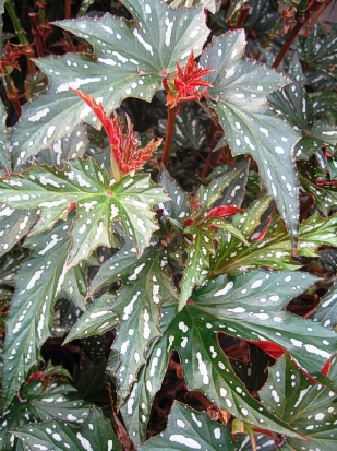 BEGONIA Sophie Irene