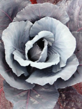 ORNAMENTAL CABBAGE Cairo