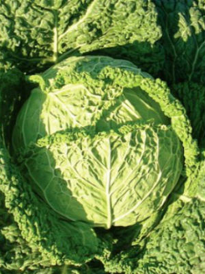 ORNAMENTAL CABBAGE Famosa