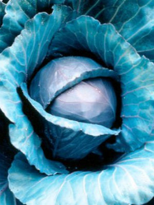 ORNAMENTAL CABBAGE Red Express