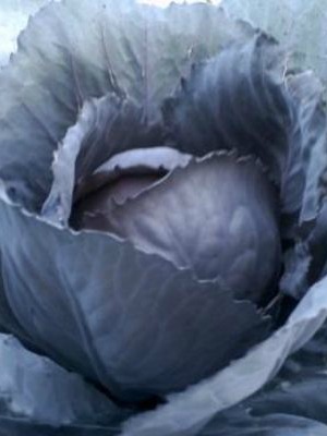 ORNAMENTAL CABBAGE Ruby Perfection