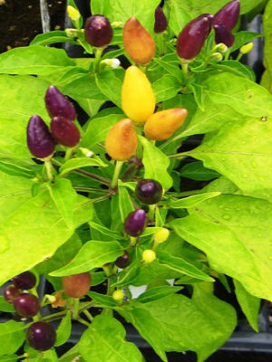 CAPSICUM Numex Twlight