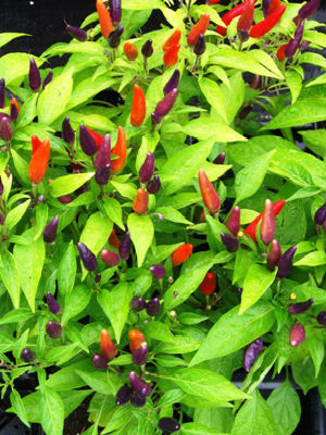 CAPSICUM Sangria