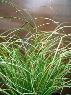 CAREX Frosted Curles