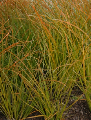 CAREX Prairie Fire