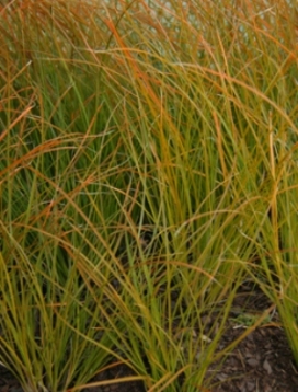 CAREX Prairie Fire