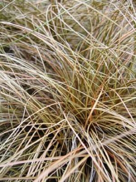 CAREX buchananii Toffee Twist