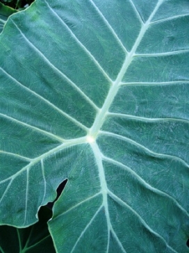 COLOCASIA gigantea Thailand Giant
