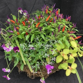 14" Fall Combination Moss Hanging Basket
