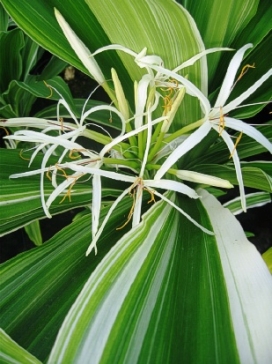 CRINUM Asiaticum Variegatum Variegated Crinum Lily