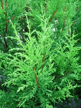 CUPRESSUS Gold. Cypress Tall Std., 7 Clay