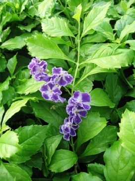 DURANTA erecta Sapphire Showers