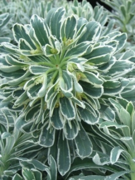EUPHORBIA Glacier Blue