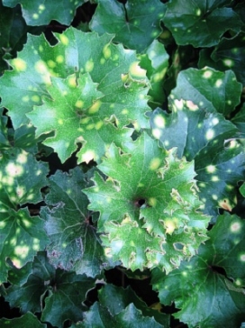 FARFUGIUM japonicum Aureomaculata