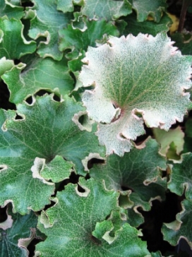 FARFUGIUM japonicum Crispata