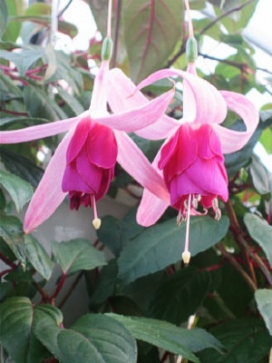 FUCHSIA Curtain Call