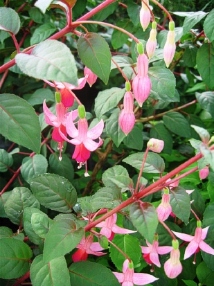 FUCHSIA Mrs. J. D. Fredricks